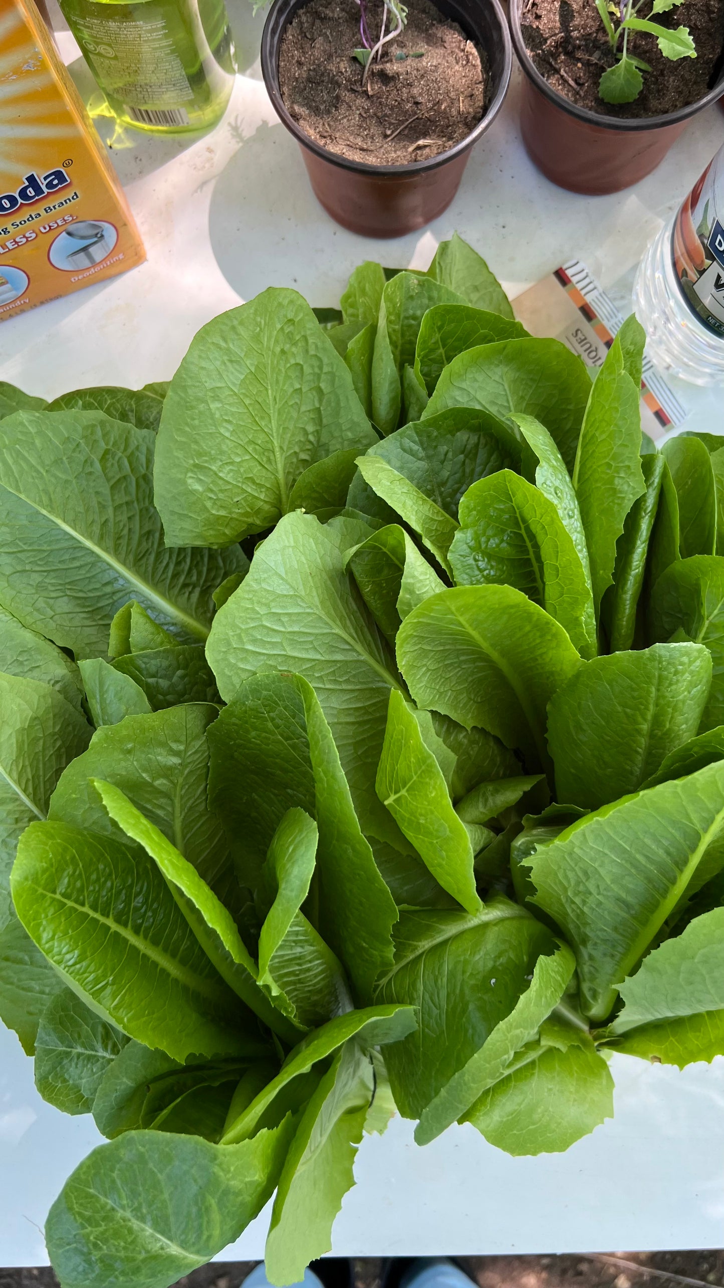 Romaine Lettuce