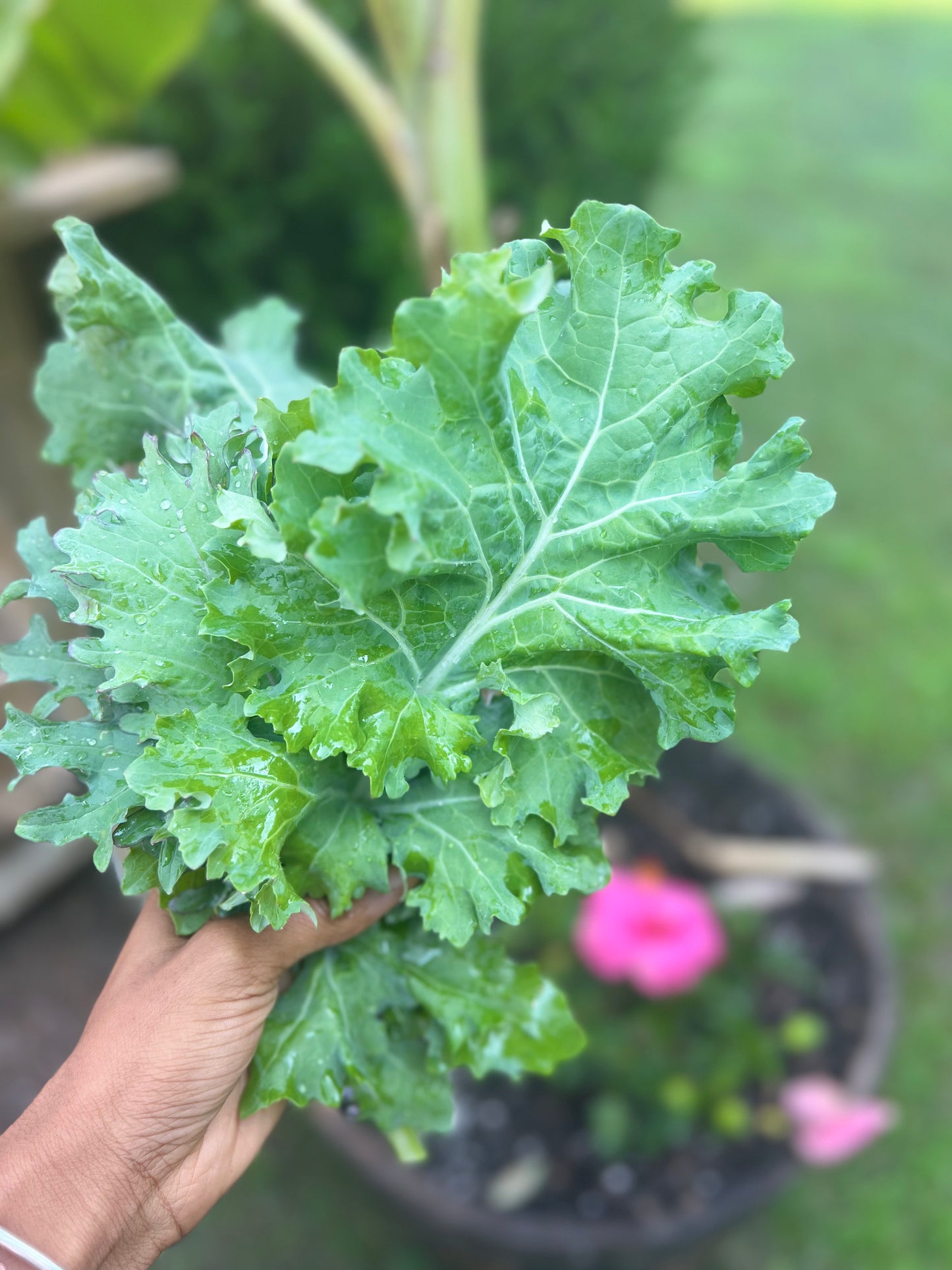 Organic Kale