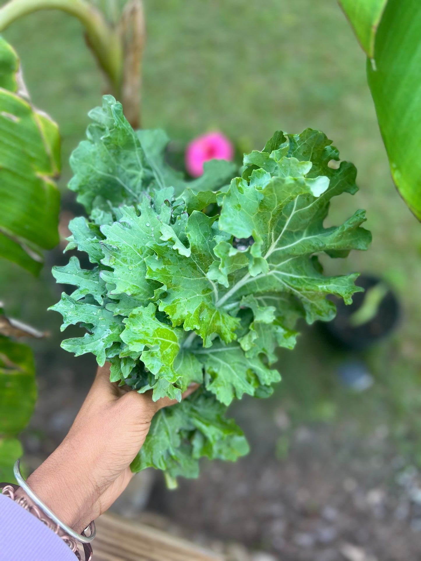 Organic Kale