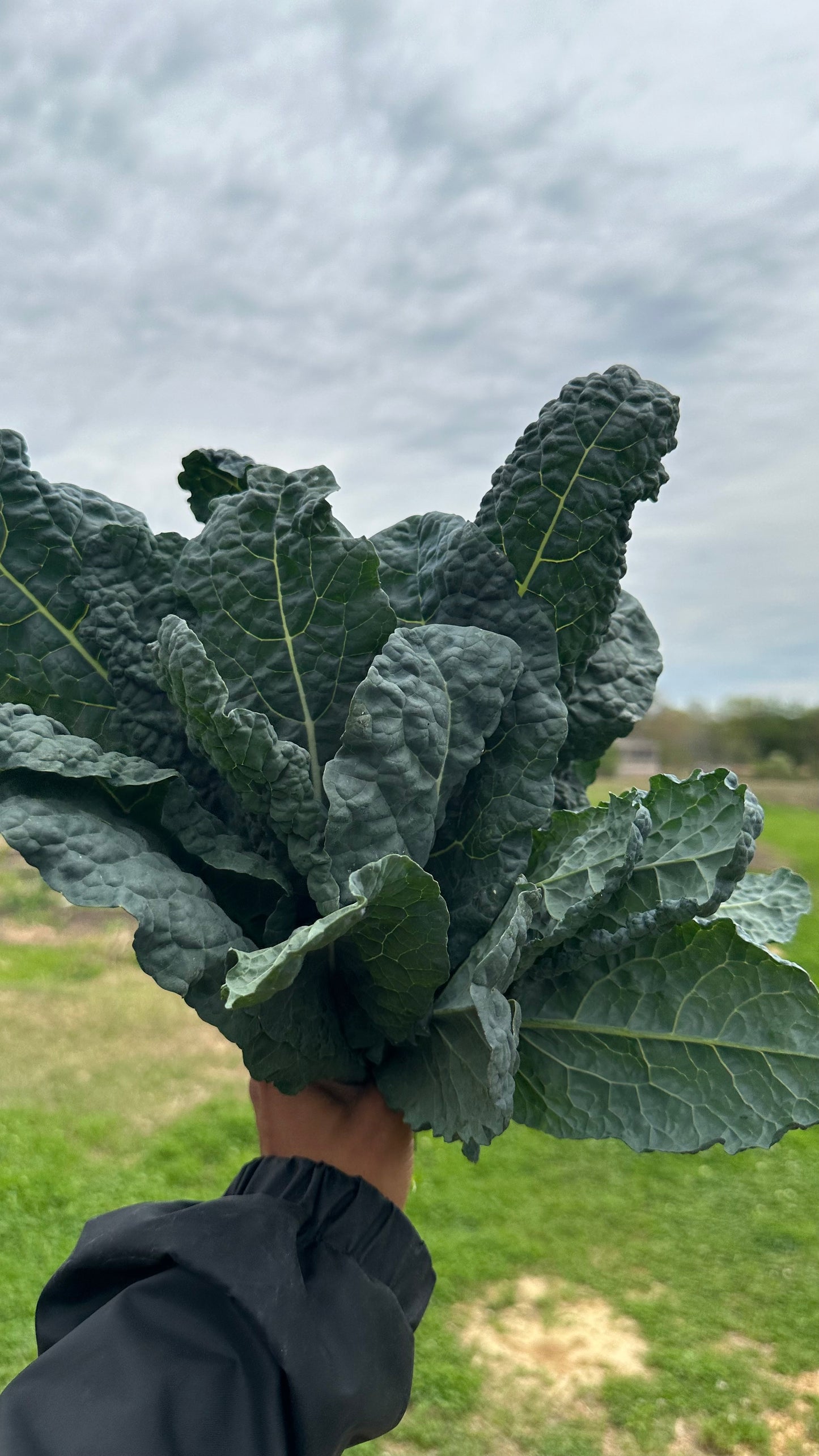 Organic Dino Kale