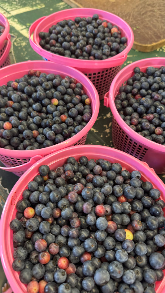 Organic Frozen Blueberries