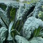 Organic Dino Kale