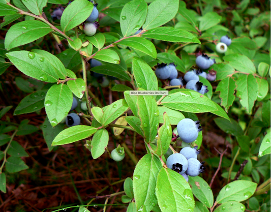 Blueberry Leaf Tea